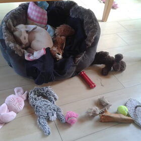 Hondenfoto van Beau & Nova
