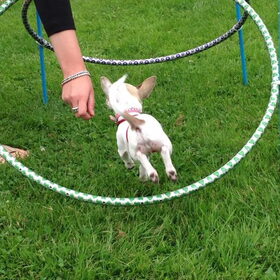 Chihuahua dag Zaltbommel 13 juli