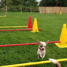 Chihuahua dag Zaltbommel 13 juli