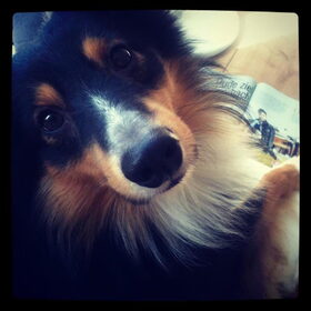 Lieve Tommy