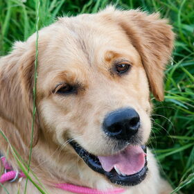 Hondenfoto van Golden Girls 