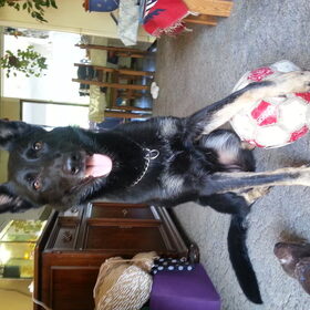 Hondenfoto van Linda; Roxy & Buddy