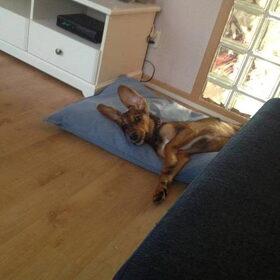 Max drie maanden oud