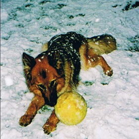 Hertha is aan het spelen met de bal in de sneeuw.