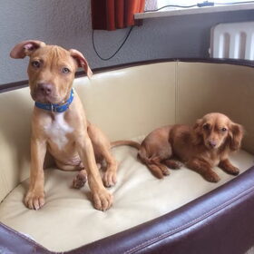 Hondenfoto van Dreamteam