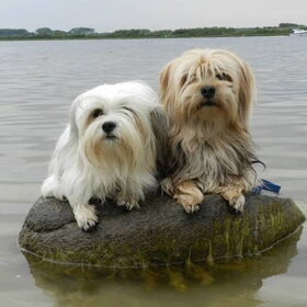 Hondenfoto van Melissa, Dempsey, Taiko, Minos & *Nina*