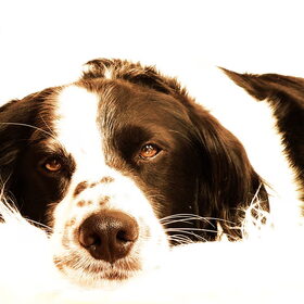 Bruno, 15-07-2014
