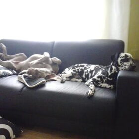Hondenfoto van Yasmine, Perdie & Orga