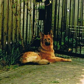 Hertha in onze tuin bij het hek.