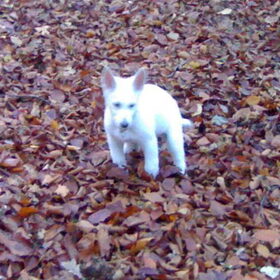 In het bos