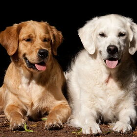Hondenfoto van Golden Girls 