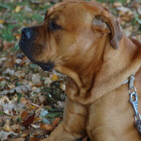 Hey, Dit is onze Spike, een Bullmastiffreu van 22 maand. Hij is…