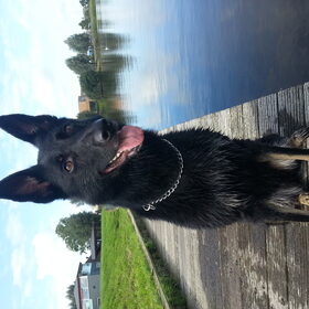 Hondenfoto van Linda; Roxy & Buddy