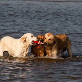 Hondenfoto van Golden Girls 