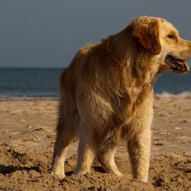 Hondenfoto van Golden Girls 