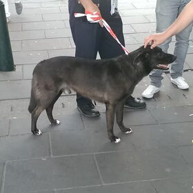 Achtergelaten hond op station Leeuwarden