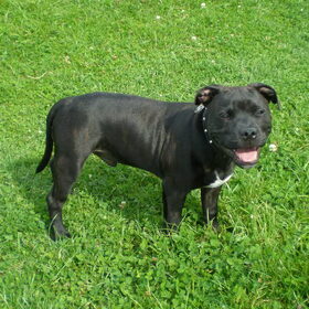 dit is onze nieuwe aanwinst , het is een super hondje van kennel…