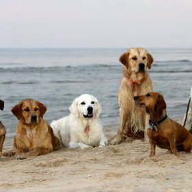 Hondenfoto van Golden Girls 