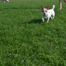 Donderdag foto's van een chihuahua gemaakt s