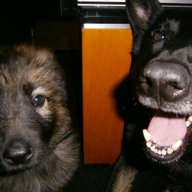 Hondenfoto van Linda; Roxy & Buddy