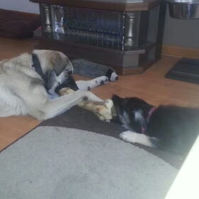 Samen aan 1 bot knagen met Bella 21.07.14.