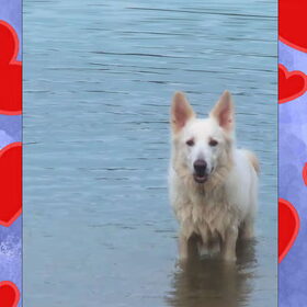 Hondenfoto van Hetty & Skipper