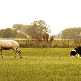 Hondenfoto van Angelique; Bruno, Charlie & Fenna  