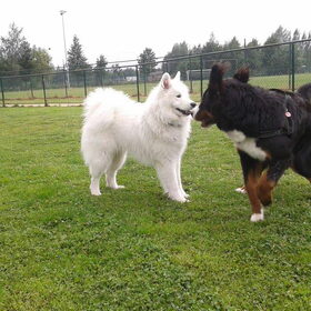 Mikai met zijn berner vriendinnetje, Lotte