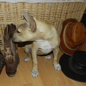 Cowboy Xena