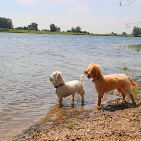 Hondenfoto van Inge, baasje van Gina, Flynn en Wobbe