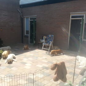 Hondenfoto van Golden Girls 