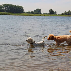 Hondenfoto van Inge, baasje van Gina, Flynn en Wobbe
