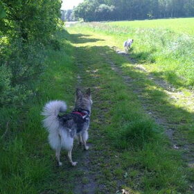 Hondenfoto van Lady & de (ex-)Vagebond 