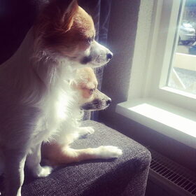 Gucci & Amy aan het genieten van de zon!