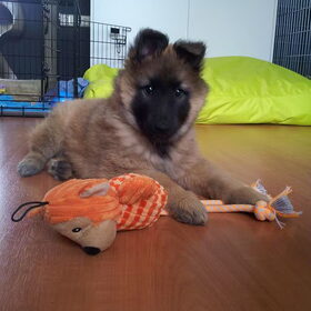 Noble was hier net een week bij ons.