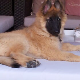 Hier ligt Noble lekker op de loungeset..heer en meester:)