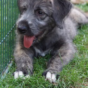 Murphy 9 weken