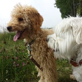 Hondenfoto van Inge, baasje van Gina, Flynn en Wobbe