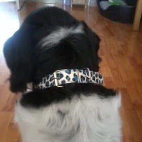Hondenfoto van Angelique; Bruno, Charlie & Fenna  