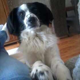 Hondenfoto van Angelique; Bruno, Charlie & Fenna  