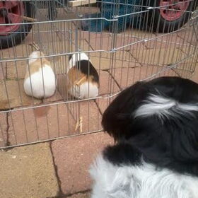 Hondenfoto van Angelique; Bruno, Charlie & Fenna  