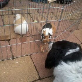 Hondenfoto van Angelique; Bruno, Charlie & Fenna  