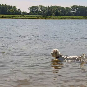 Hondenfoto van Inge, baasje van Gina, Flynn en Wobbe