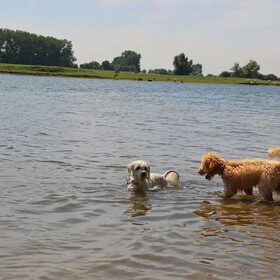 Hondenfoto van Inge, baasje van Gina, Flynn en Wobbe