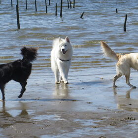 Hondenfoto van Team Black & White