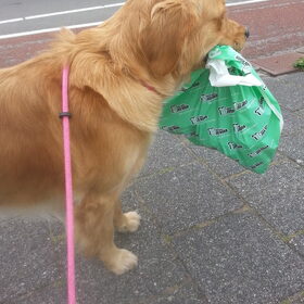 Hondenfoto van Golden Girls 