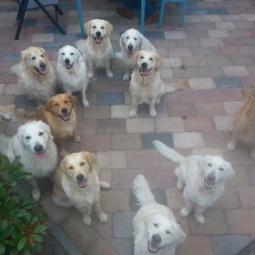 Hondenfoto van Golden Girls 