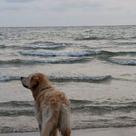 Hondenfoto van Golden Girls 