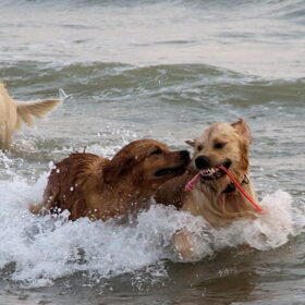Hondenfoto van Golden Girls 