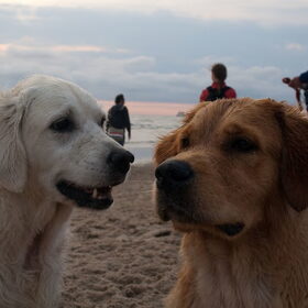Hondenfoto van Golden Girls 